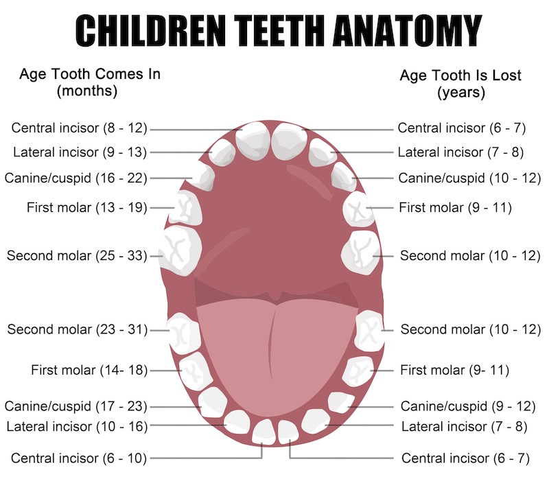 When Lose Baby Teeth Chart